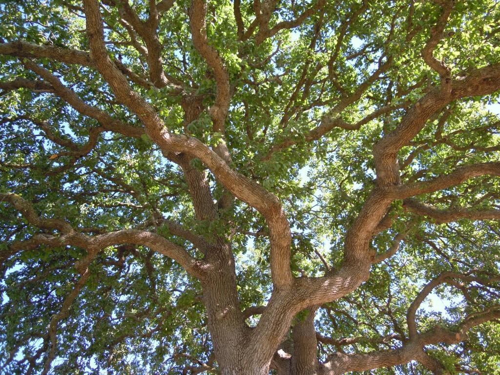 טריקאסה Agriturismo Le Fornelle חדר תמונה